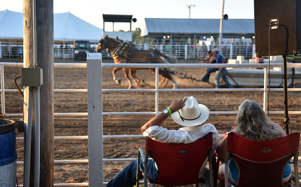 Spectators watch as draft horses pull weights behind them